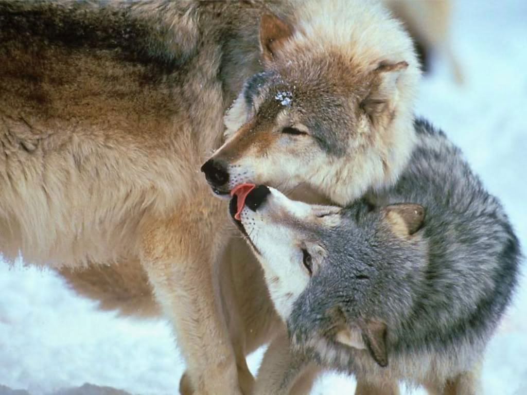 Wolf_001.jpg