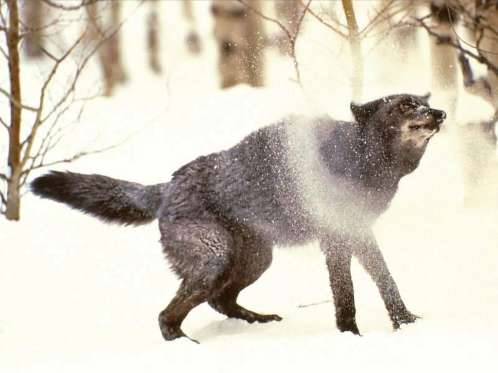 Wolf_003.jpg