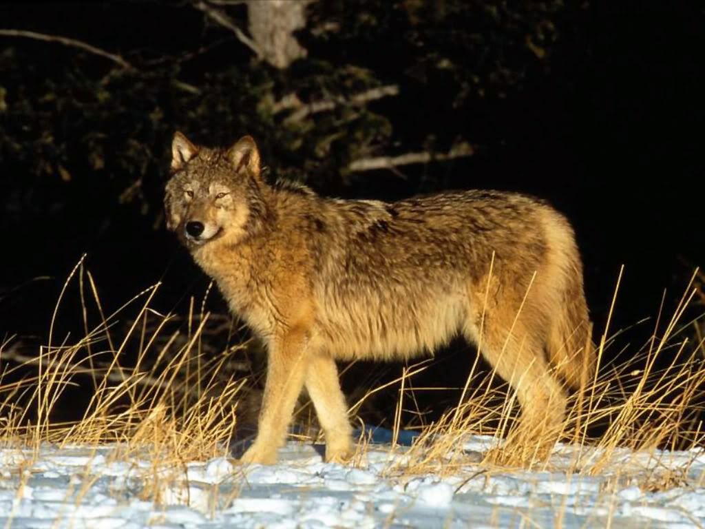 Wolf_005.jpg
