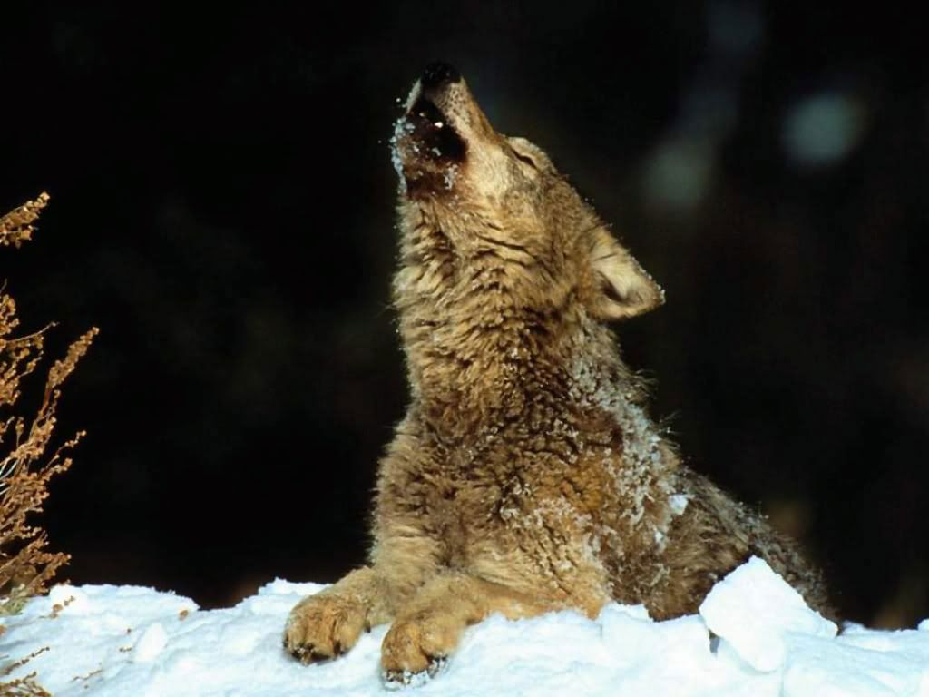 Wolf_008.jpg