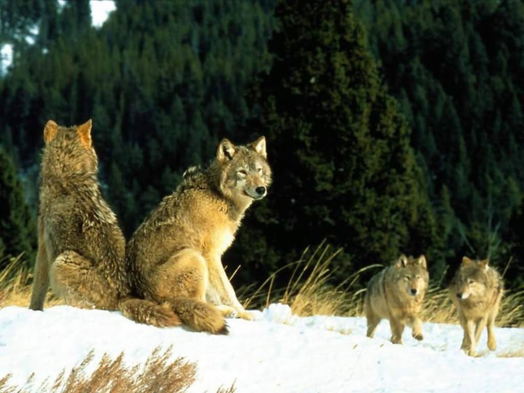Wolf_009.jpg