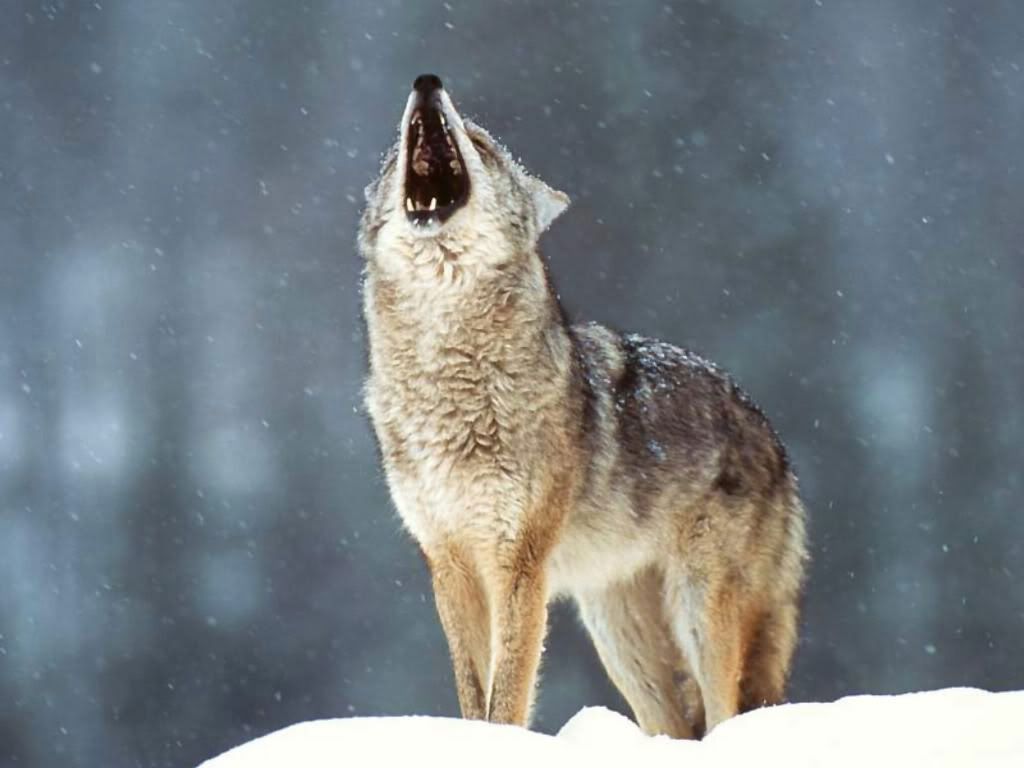 Wolf_010.jpg