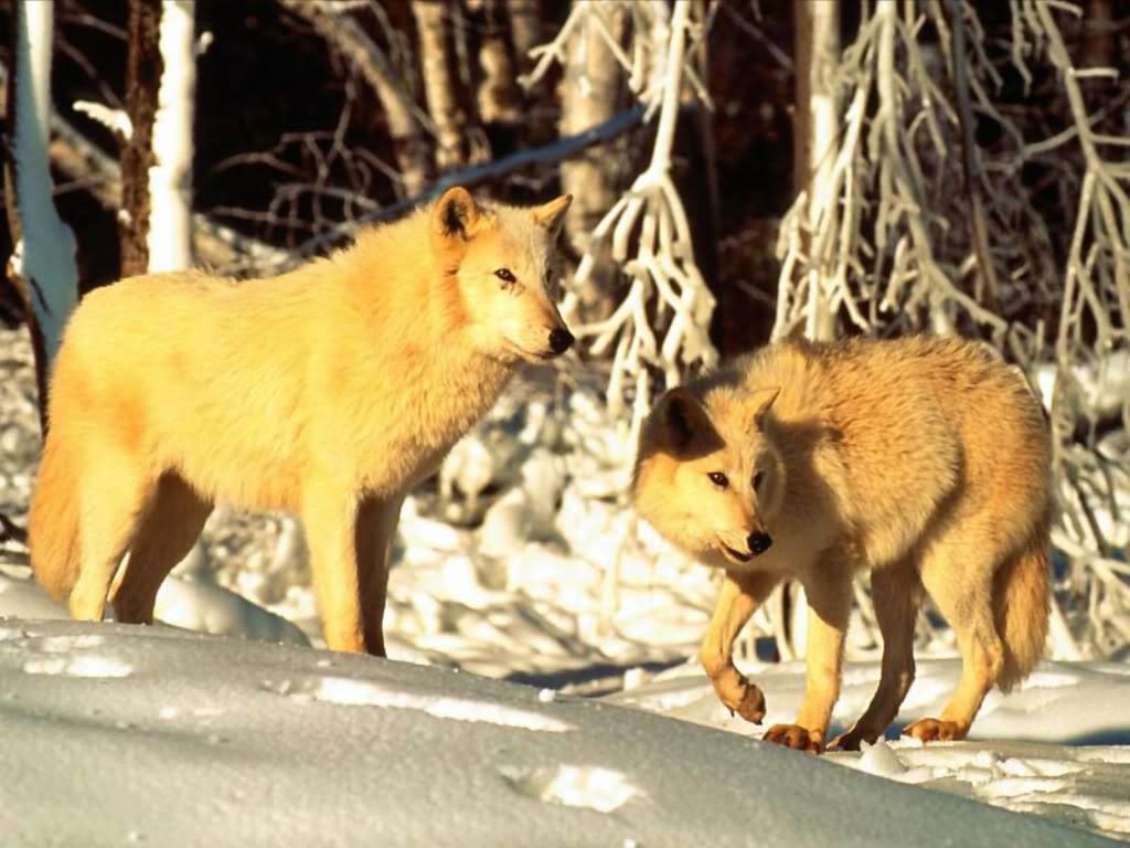Wolf_011.jpg