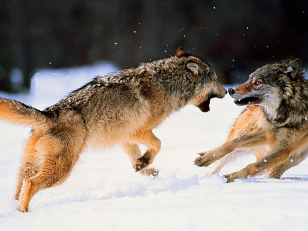 Wolf_012.jpg