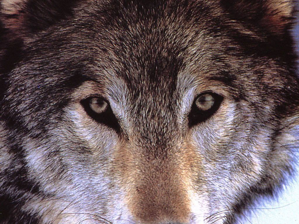 Wolf_013.jpg