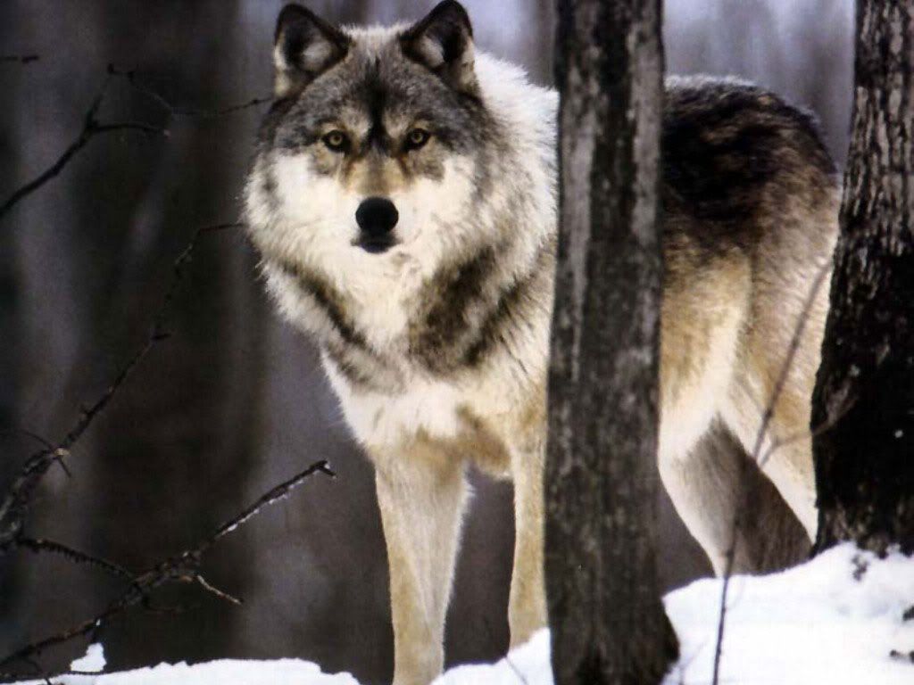 Wolf_016.jpg