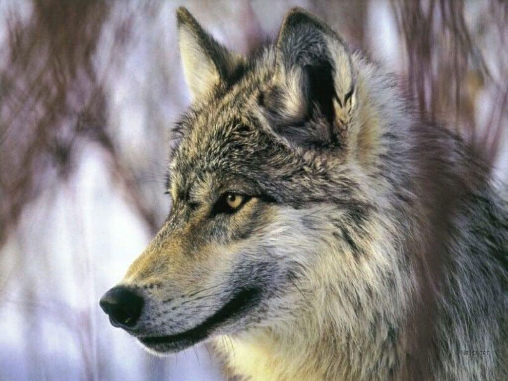 Wolf_018.jpg