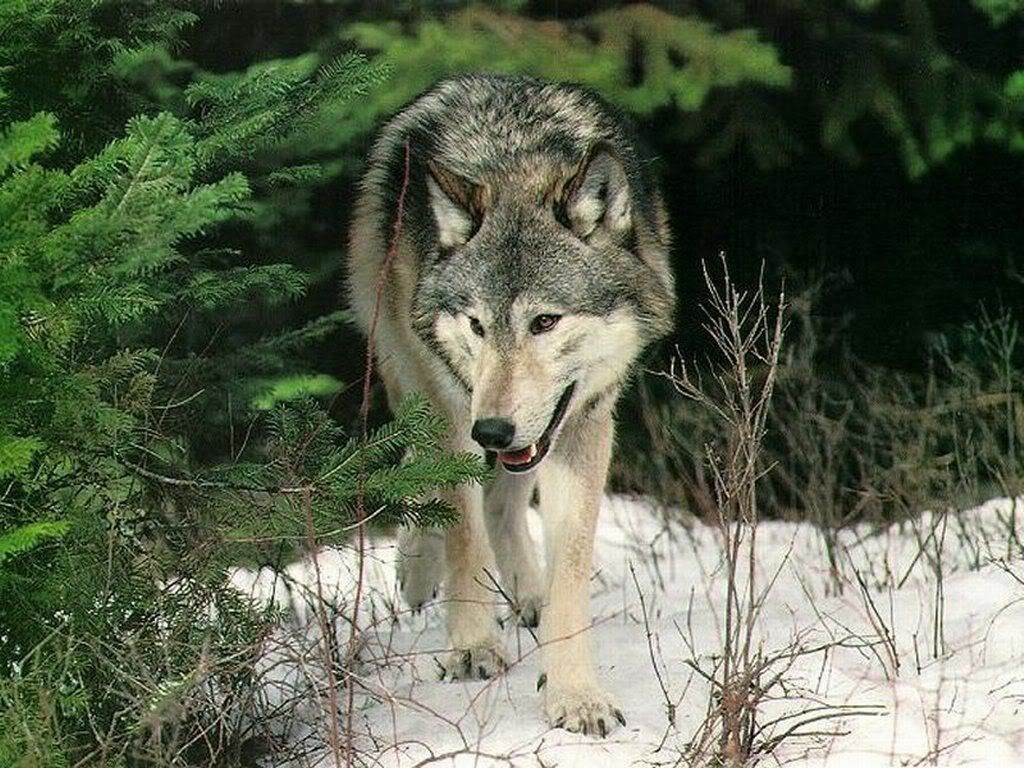 Wolf_pictures_wallpapers_01.jpg