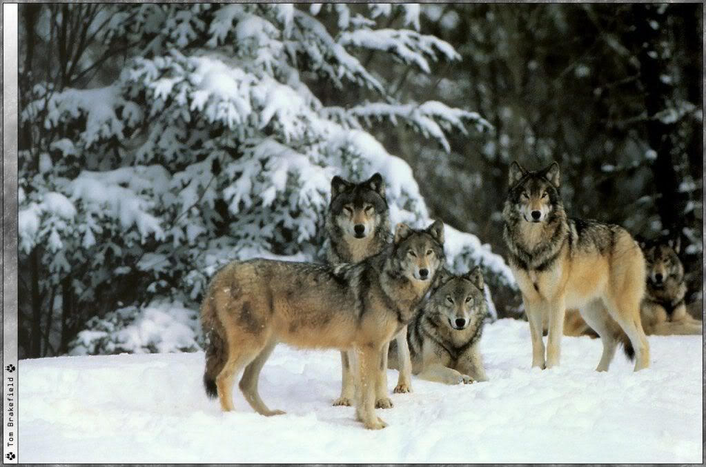 Wolf_pictures_wallpapers_11.jpg