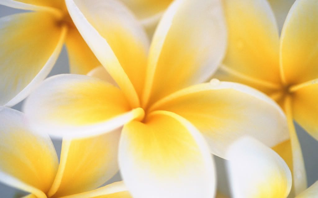 Yellow_Flowers.jpg