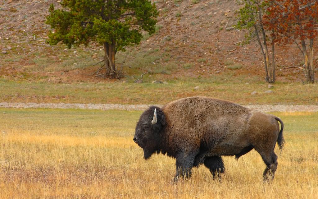 Yellowstone_Bison.jpg