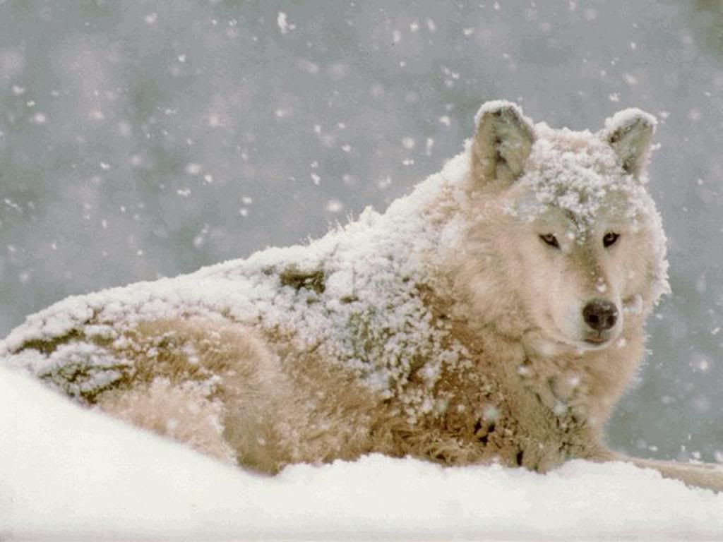 snow-wolf.jpg