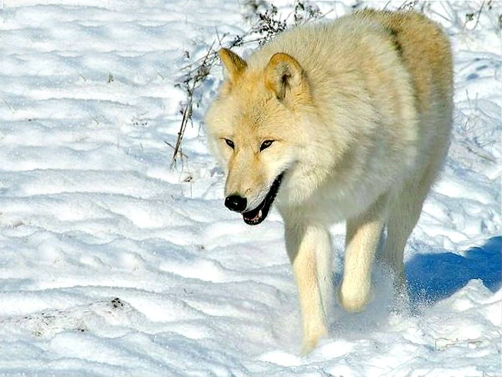 white-wolf-wild-dogs-desktops.jpg