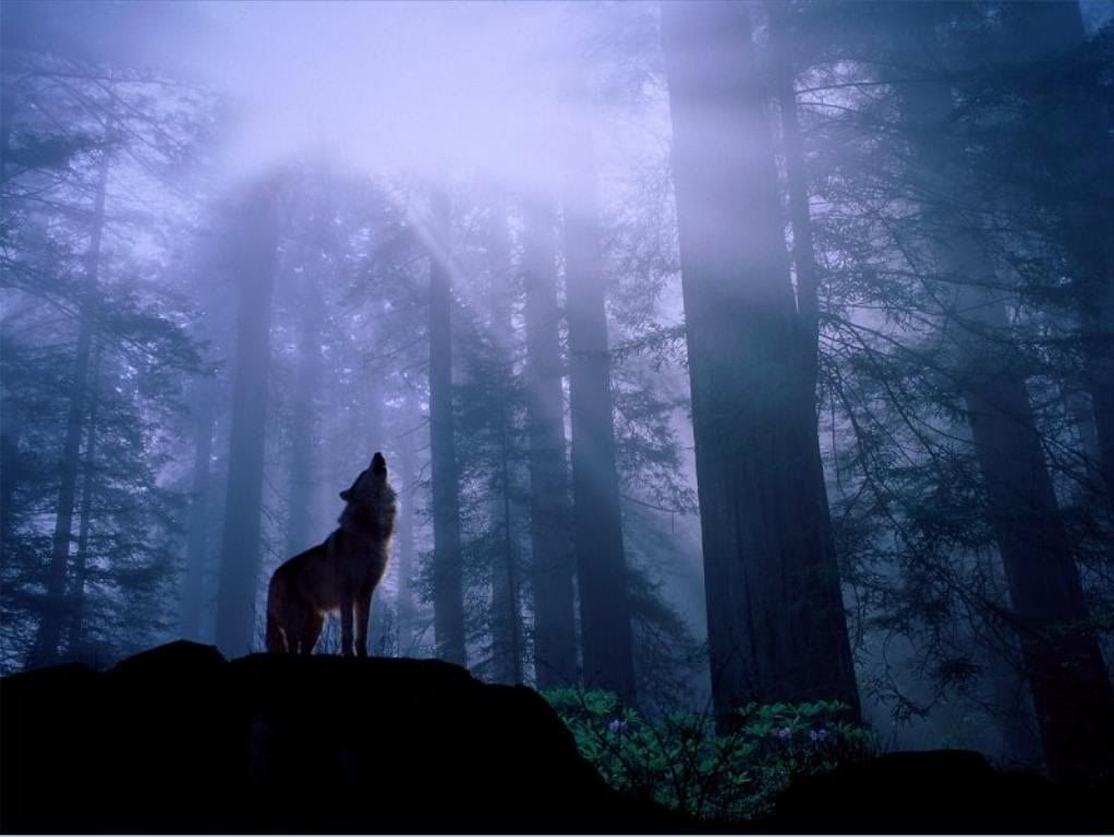 wolf_1.jpg
