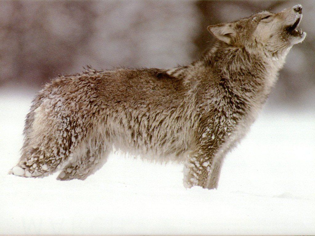wolf_4.jpg