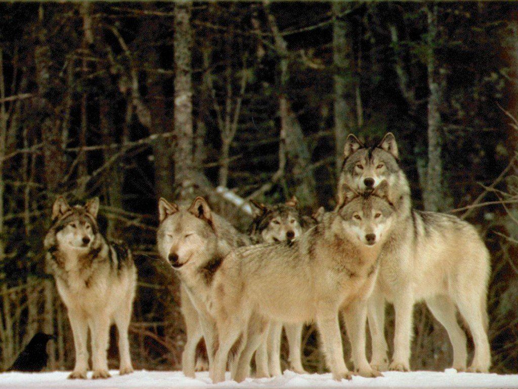 wolf_5.jpg