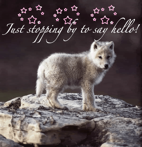 Wolf Stopping by to say Hello Pictures, Images and Photos