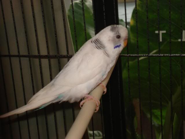 PavingandBirds013.jpg