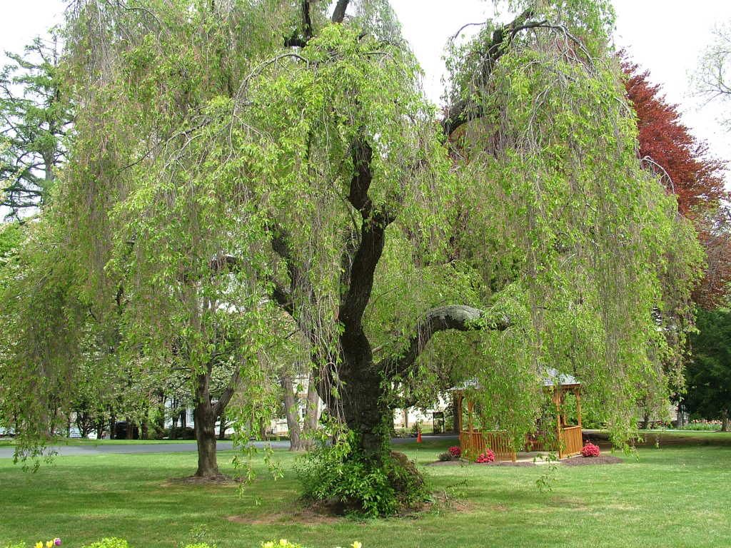 Weeping Willow Pictures, Images and Photos