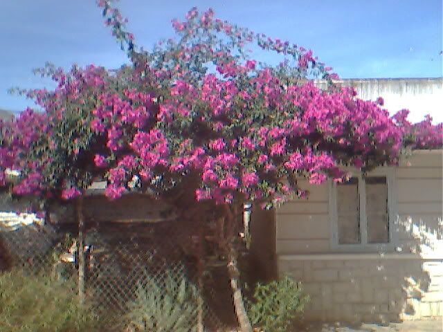 Đà Lạt có bao nhiêu anh em 5s