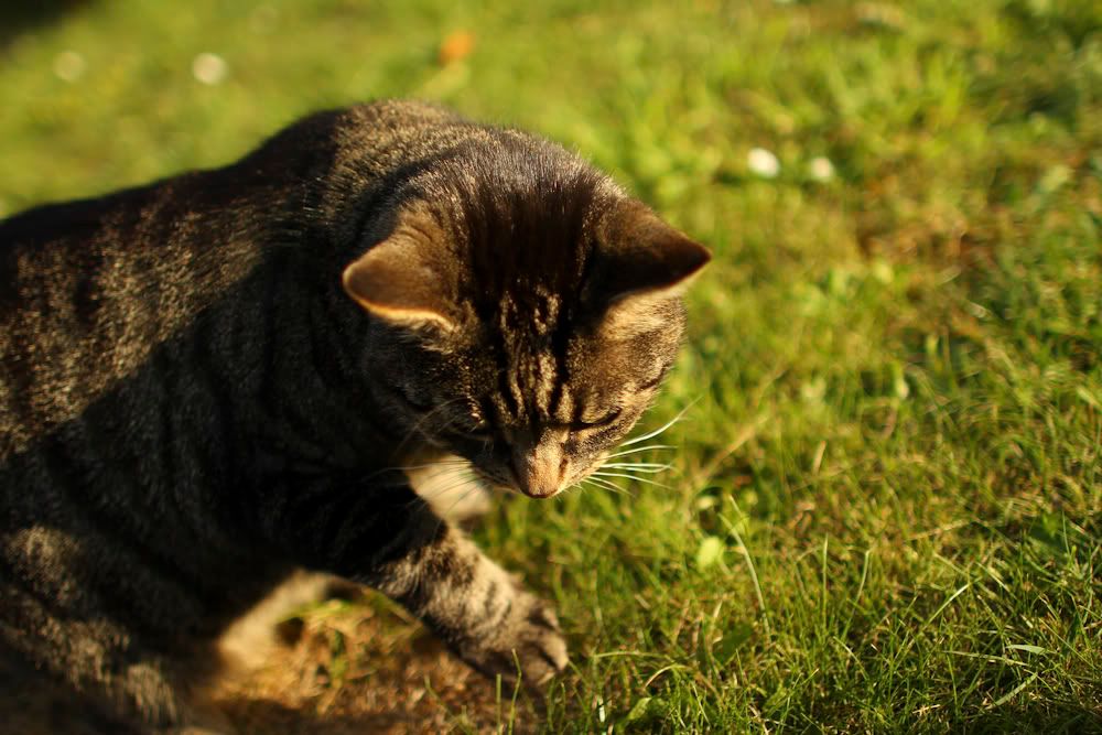 IMAGE: http://i411.photobucket.com/albums/pp196/benesotor/IMG_6371.jpg