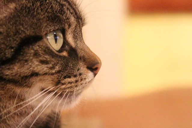 IMAGE: http://i411.photobucket.com/albums/pp196/benesotor/IMG_9365.jpg