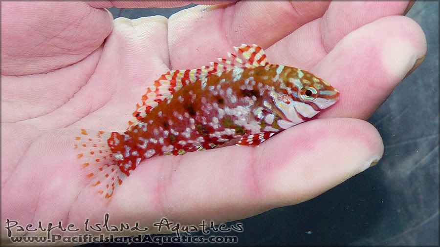 Jewel Wrasse