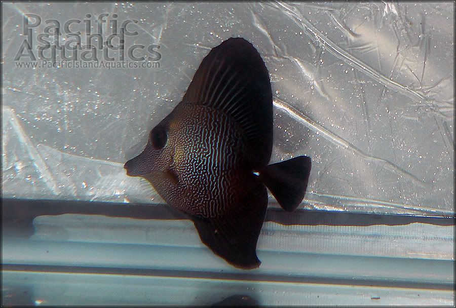2 black scopas tang