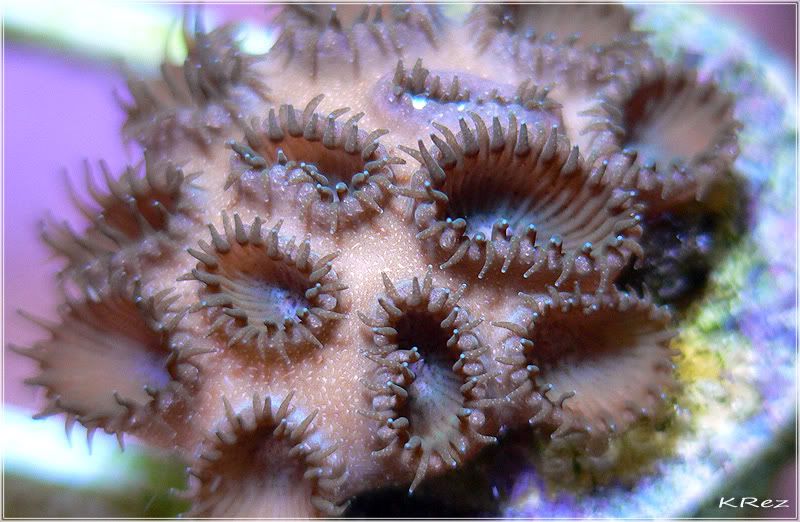 Hawaiian Zoanthids REEF2REEF Saltwater and Reef Aquarium Forum
