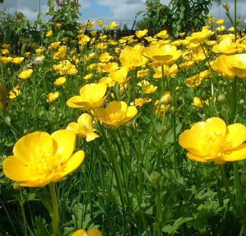Buttercup Pictures, Images and Photos