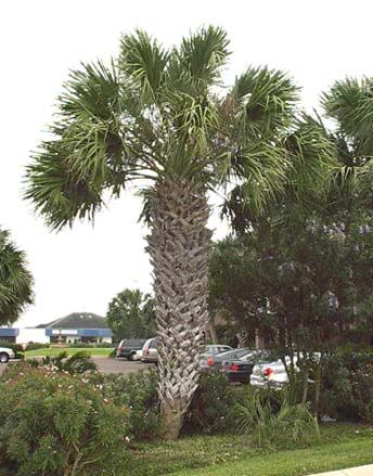 florida state tree. Platitudinous #34 Florida State Tree