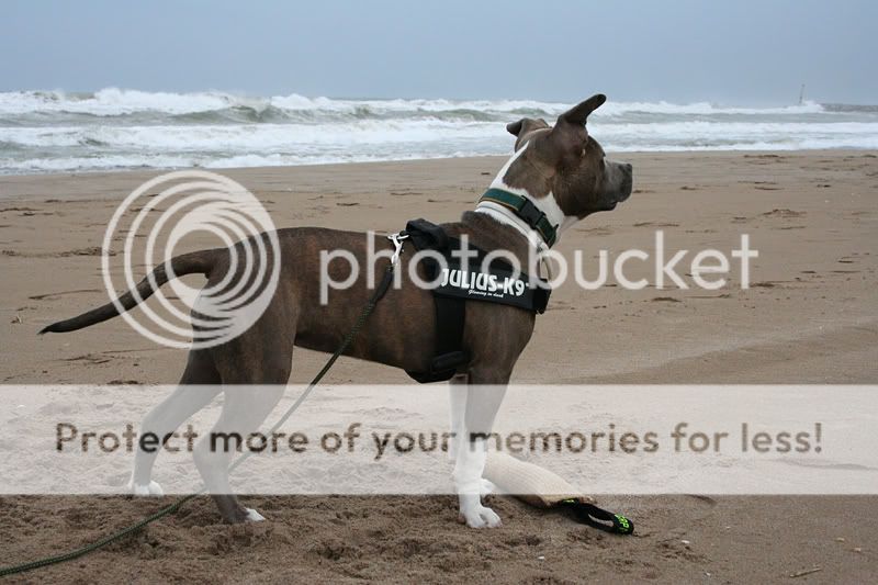 Molly con 7 meses !! - (American Staffordshire Terrier ...