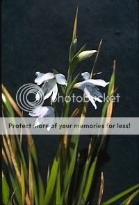 height this gladiolus a perticularly good flower for the vase