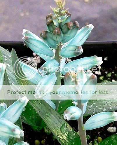 Lachenalia viridiflora Seeds   SA Bulbs Seeds  