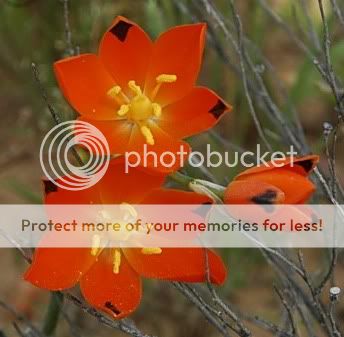 Ornithogalum maculatum is found in sandy soils, often in rocks from 