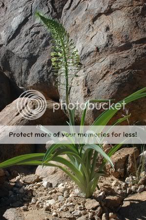 The Ornithogalum genus belongs to the Hyacinthaceae family. This genus 