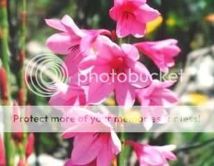 Watsonia is a genus of plants in the iris family, subfamily Crocoideae 