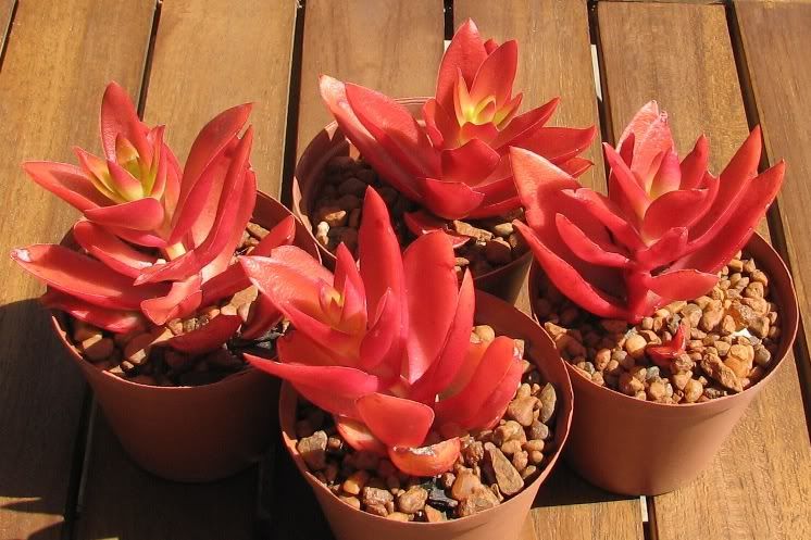 Plants - Crassula erosula 