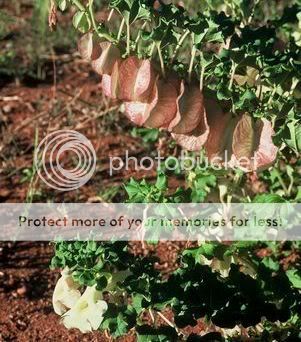 Holubia saccata belongs to the Pedaliaceae family and is the only 