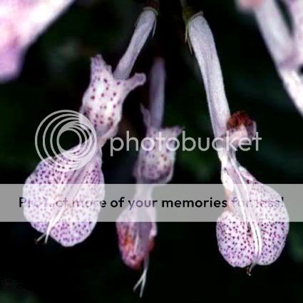 10 Plectranthus oertendahlii Seeds from South Africa  