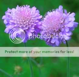 Scabiosa africana is a perennial with tufted leaves that grows to 