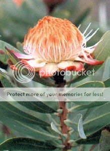 Protea simplex Seeds From South Africa  