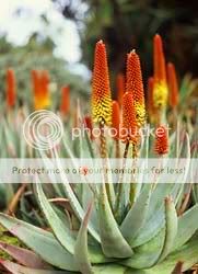 10 Aloe petricola Seeds – South African Succulent  