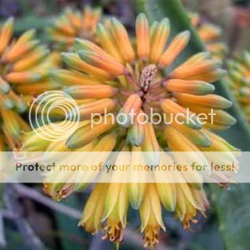  pale yellow to bright orange flowers in pyramidal clusters in winter 