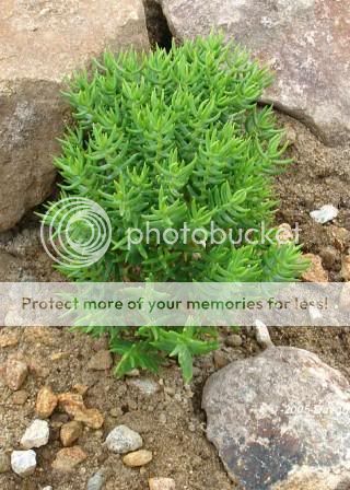 Crassula tetragona , or Miniature Pine Tree, is a succulent glabrous 