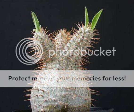 All Pachypodium are succulent plants that exhibit, to varying 