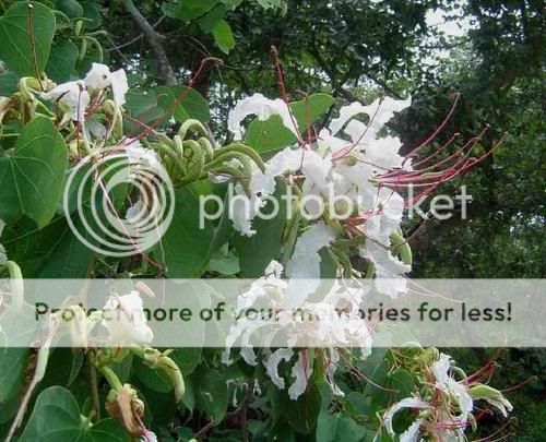   The genus was named after the Bauhin brothers, Swiss French botanists