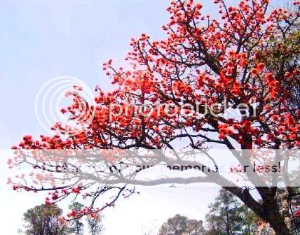 Erythrina latissima   Broad leaved Coral Tree Seeds  