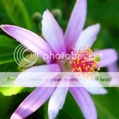 The Lavender Starflower is a perennial shrub or small tree, growing to 