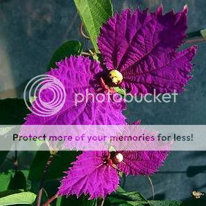 Costa Rican Butterfly Vine, Bow Tie Vine, Purple Wings Vine